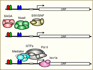 Diagrams of the genetic transcription process. Diagrams of the genetic transcription process.